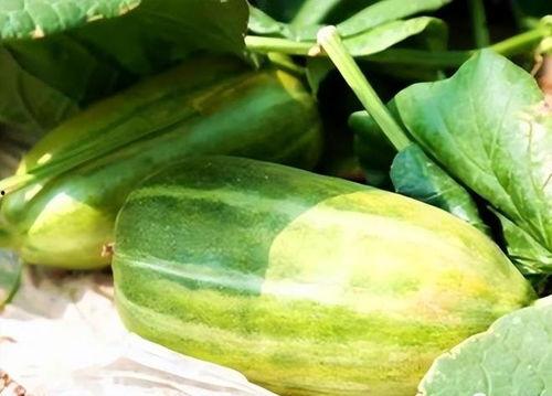 什么瓜好常吃,瓜类食材的多样烹饪与营养价值