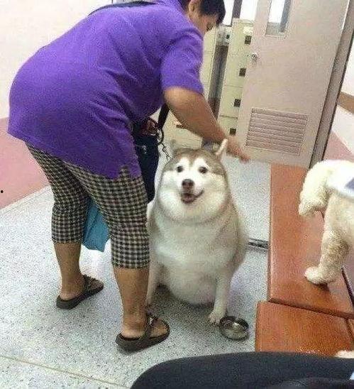 二哈吃瓜群众,揭秘网络热点的“哈式”解读