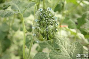 川祁老师什么瓜,娱乐圈那些不为人知的瓜