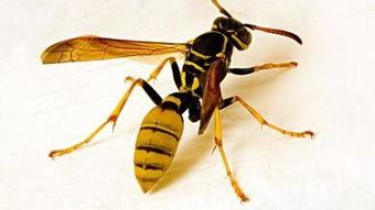 胡蜂吃哈密瓜,自然界的奇妙共生现象