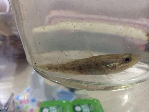 小鱼吃大瓜,挑战大瓜的奇幻冒险之旅