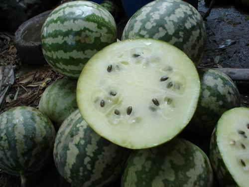 论如何合理吃瓜,揭秘如何科学、合理地吃瓜